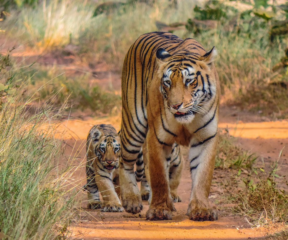 WHEN MOTHER IS MY LEADER