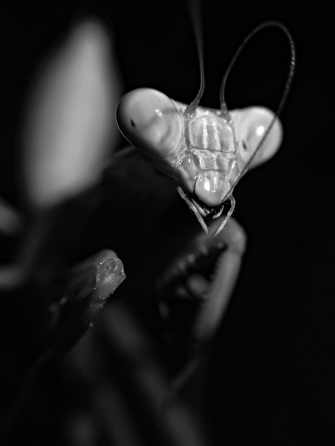 Praying Mantis in BnW