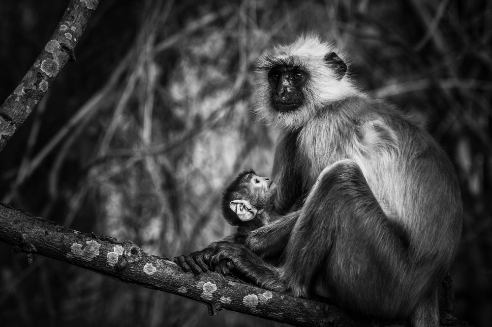 Photograph by sandip saha