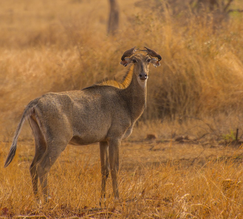 Photograph by sandip saha