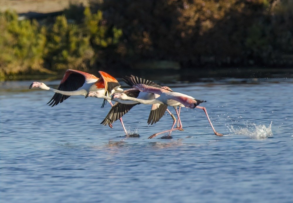 Фотография автора Joao Lelo