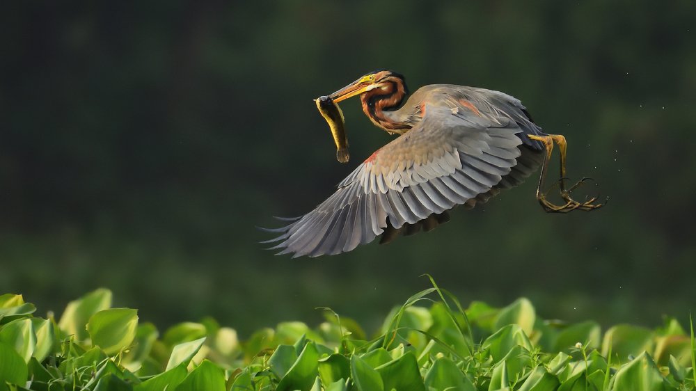 Photograph by sandip saha