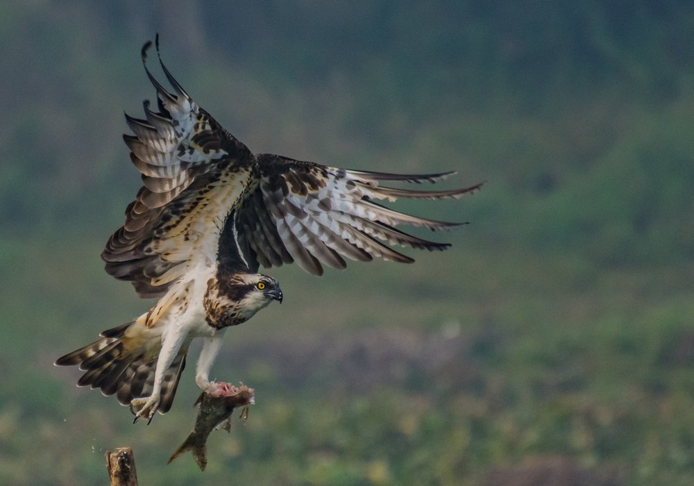 Photograph by sandip saha