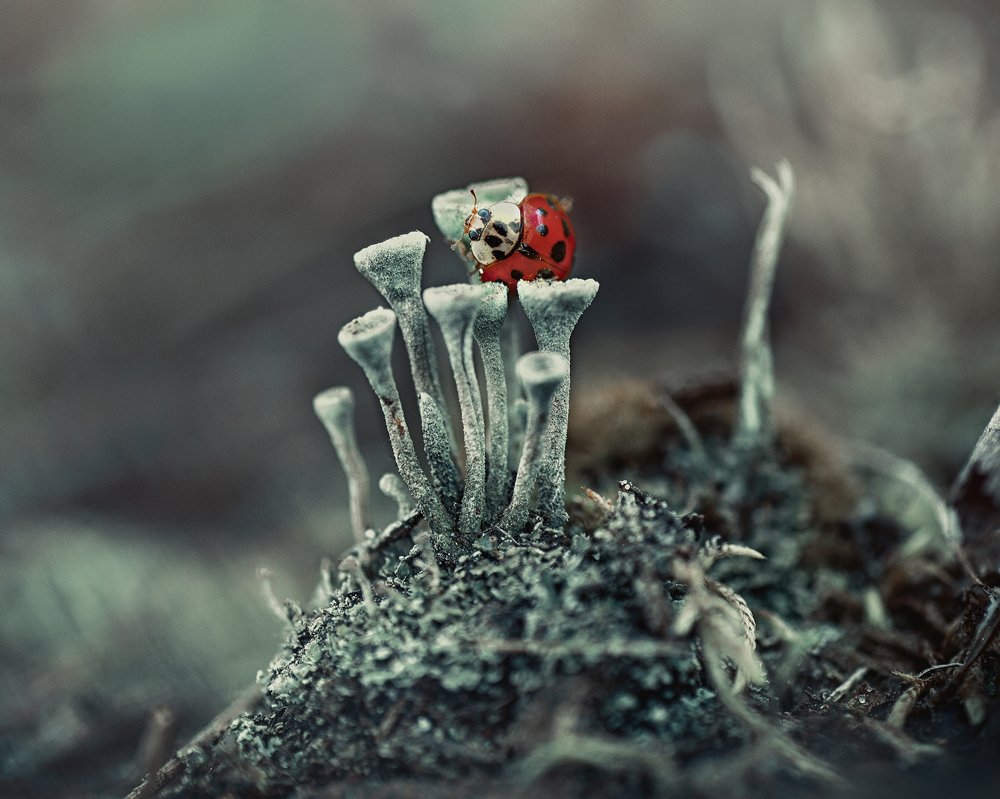 Фотография автора Андрей Сосновский