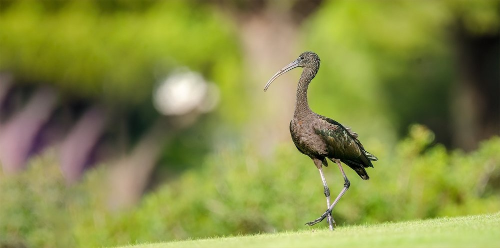 Фотография автора Joao Lelo