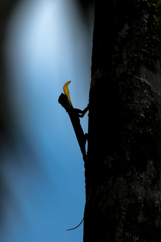 'Hi' ladies. Gents 'Beware'.