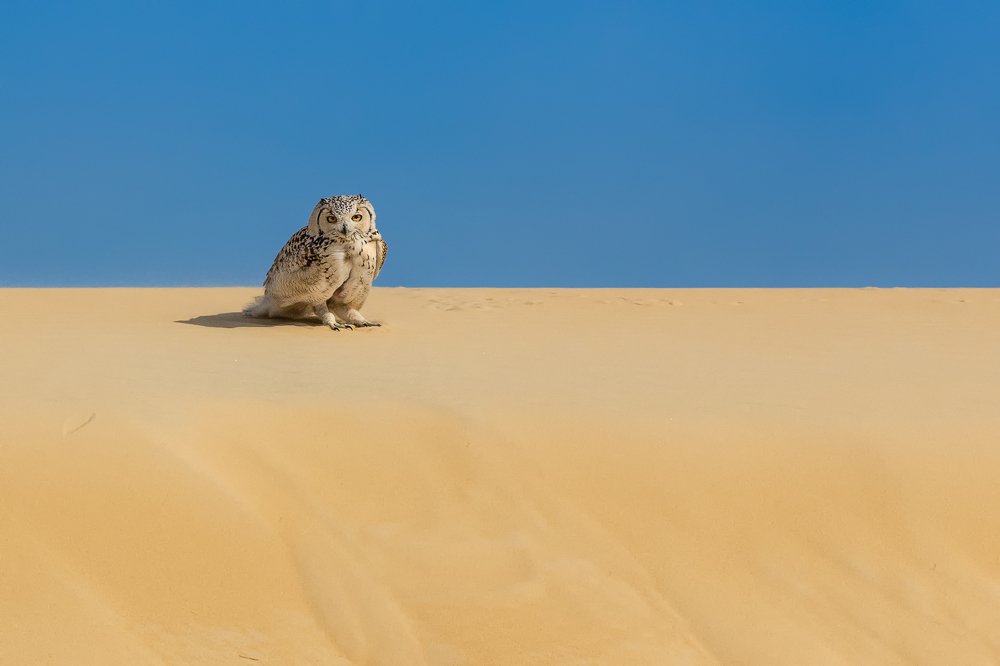 The adorable hunter.