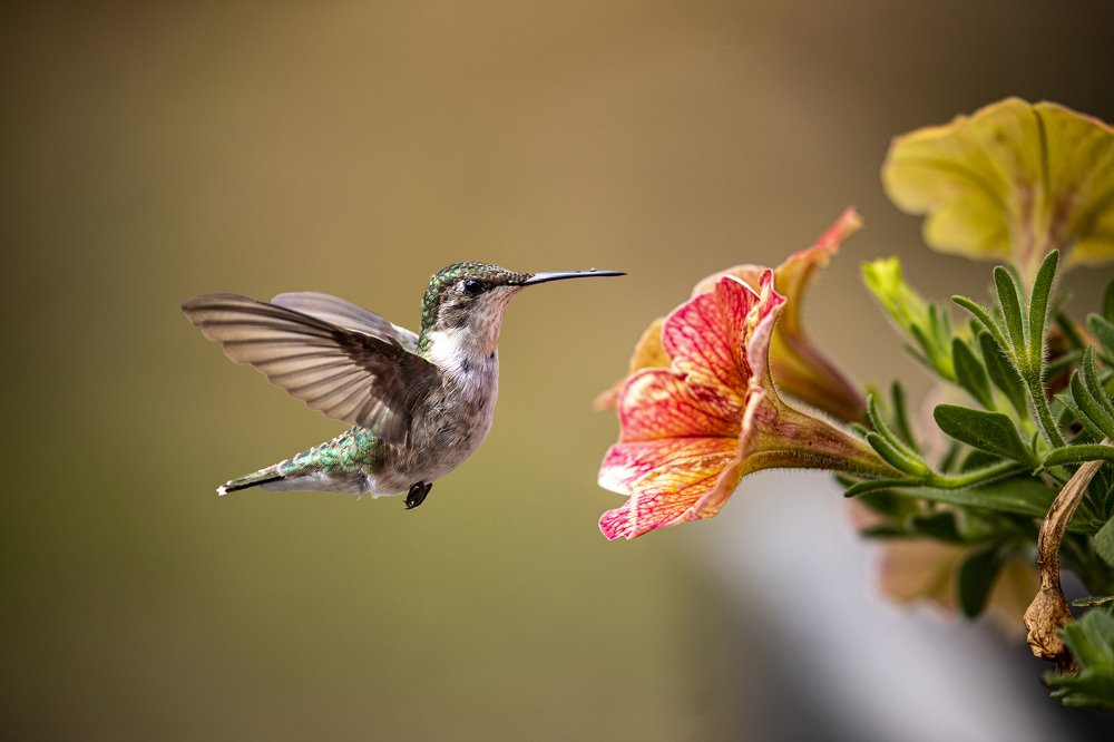Ruby throated hummingbird