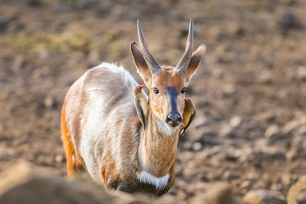 Photograph by Ольга Петруша