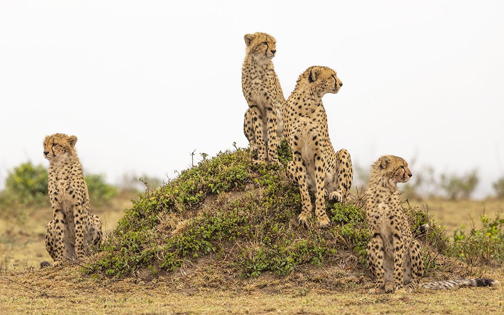 Photograph by Suresh Kumar Ramachandran