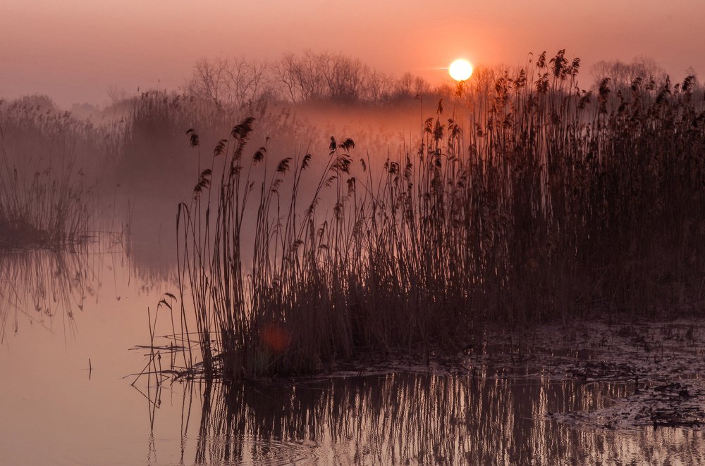 Жёлтый туман.