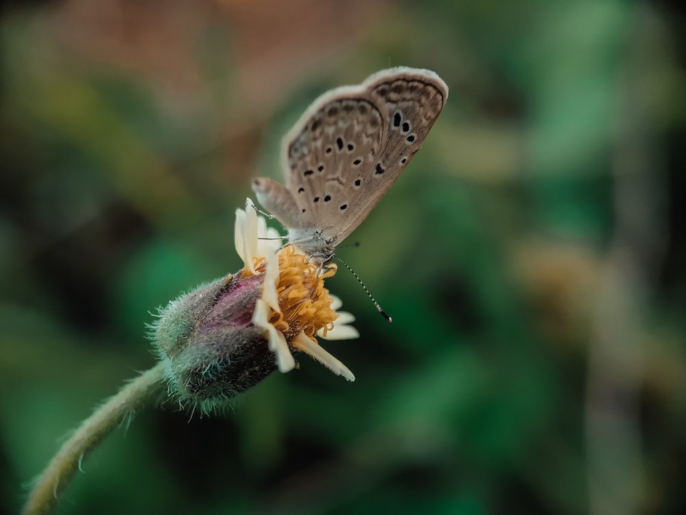 ButterflyXFlower