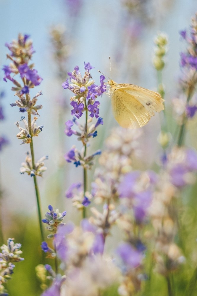 Photograph by Янина Трафимова