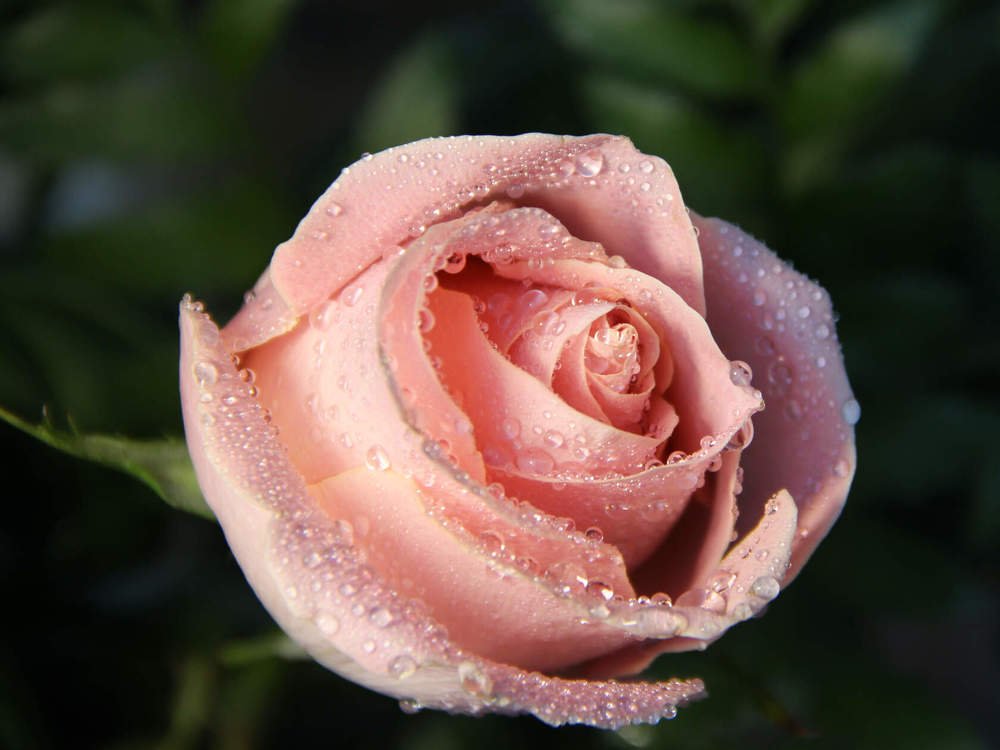 Капли росы на розе