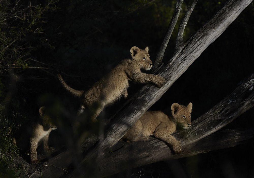 Photograph by Suresh Kumar Ramachandran