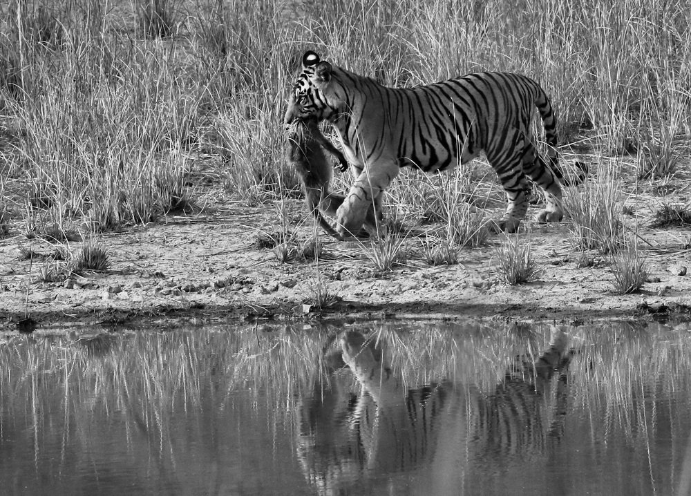 Reflecting my hunting skills!