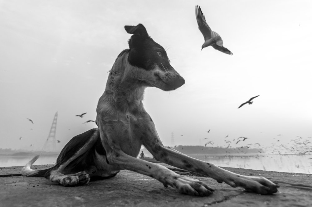 Photograph by MANAS DAS