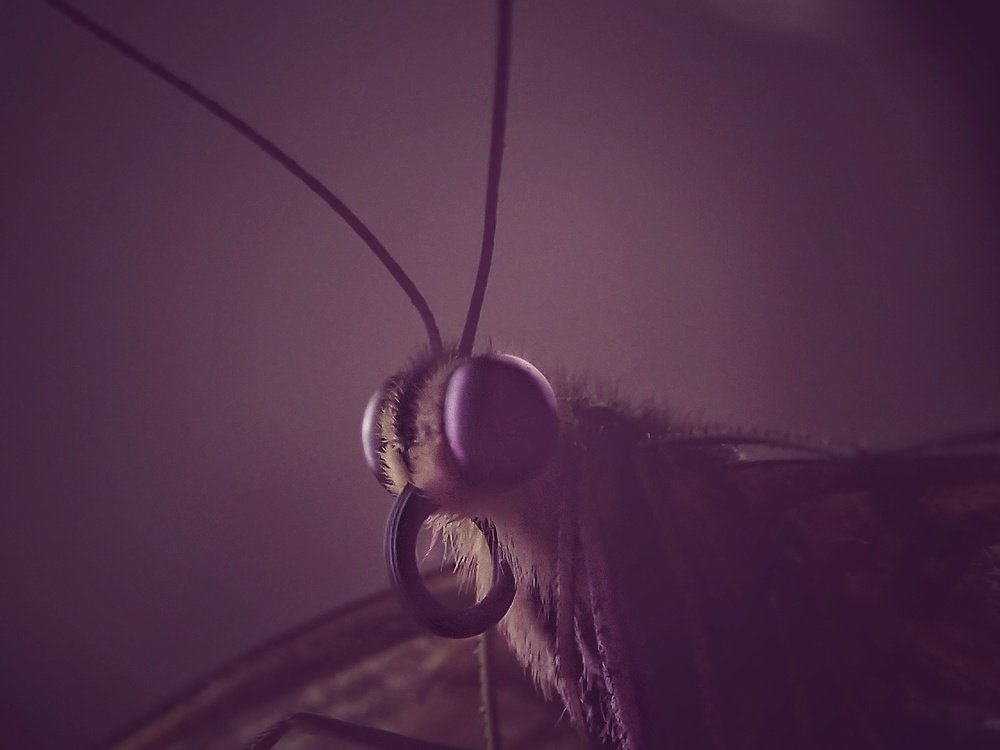 Photo #4726302