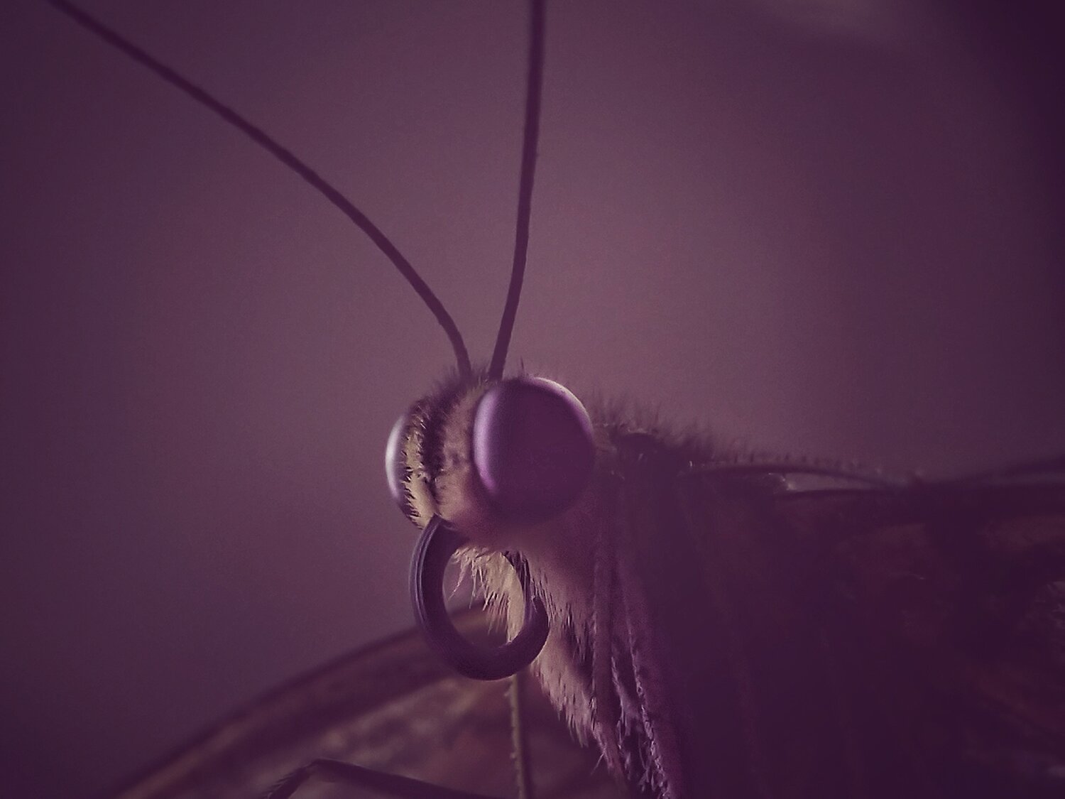 Photo #4726302