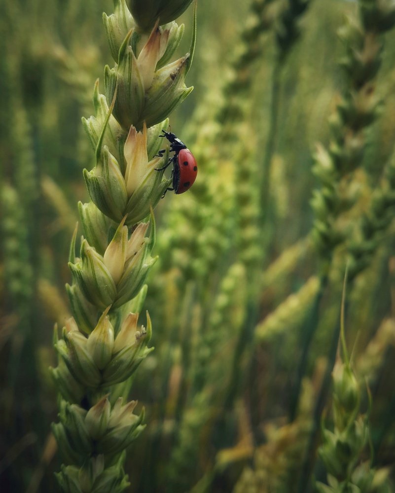 Фотография автора Дмитрий Деревянко