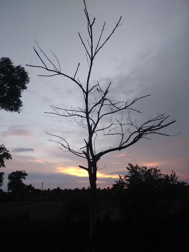 Alone bird on branch of tree without leaf