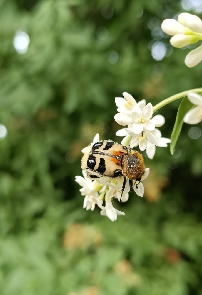 Жук-восковик