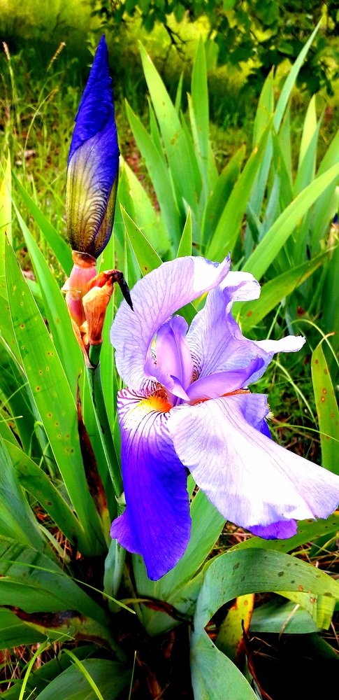 Iris flower