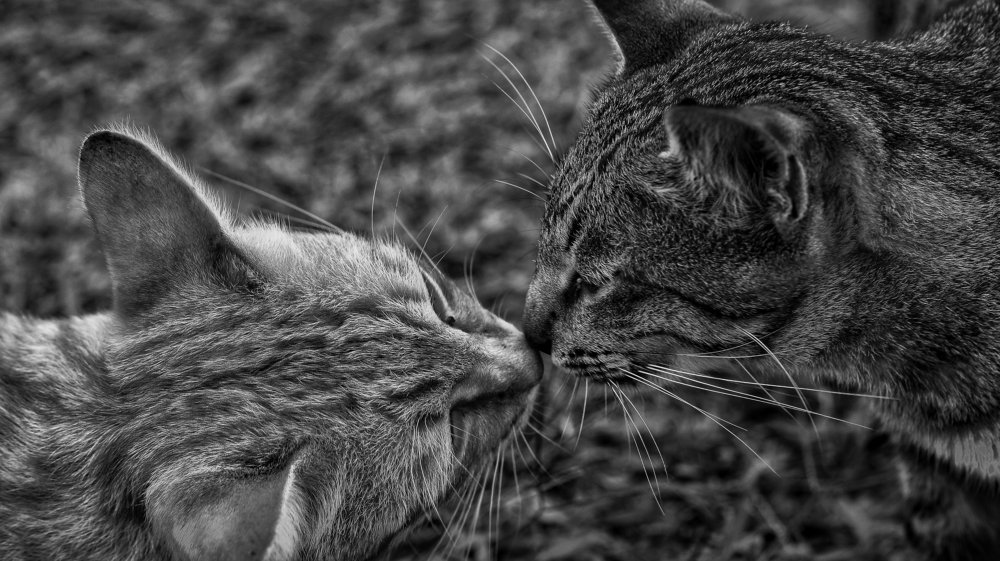 Photograph by Mansor Mohammad Afindi