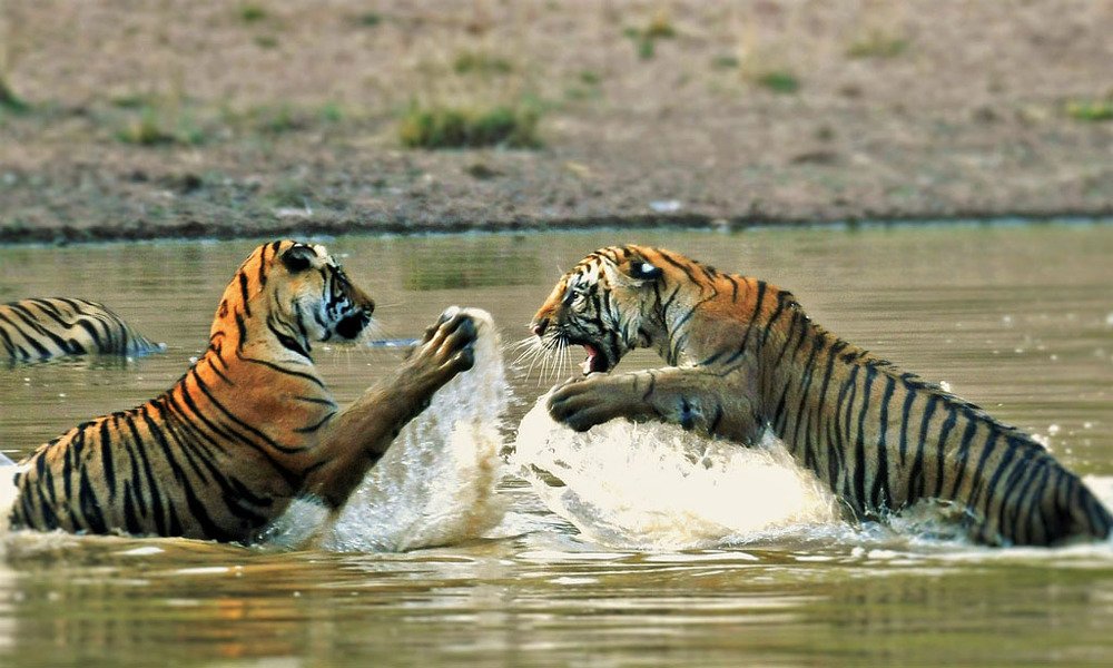 Raw Wild and Untamed