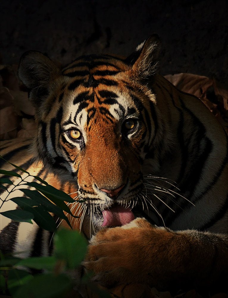 Eyes of a dark Jungle!