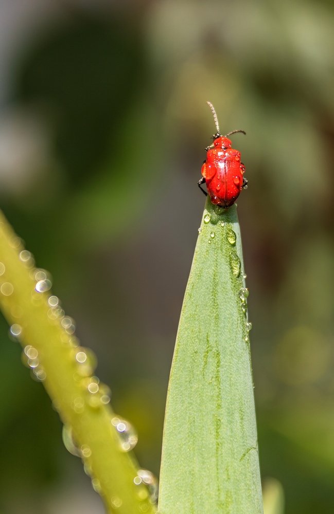 Red lilly beetle on a plant