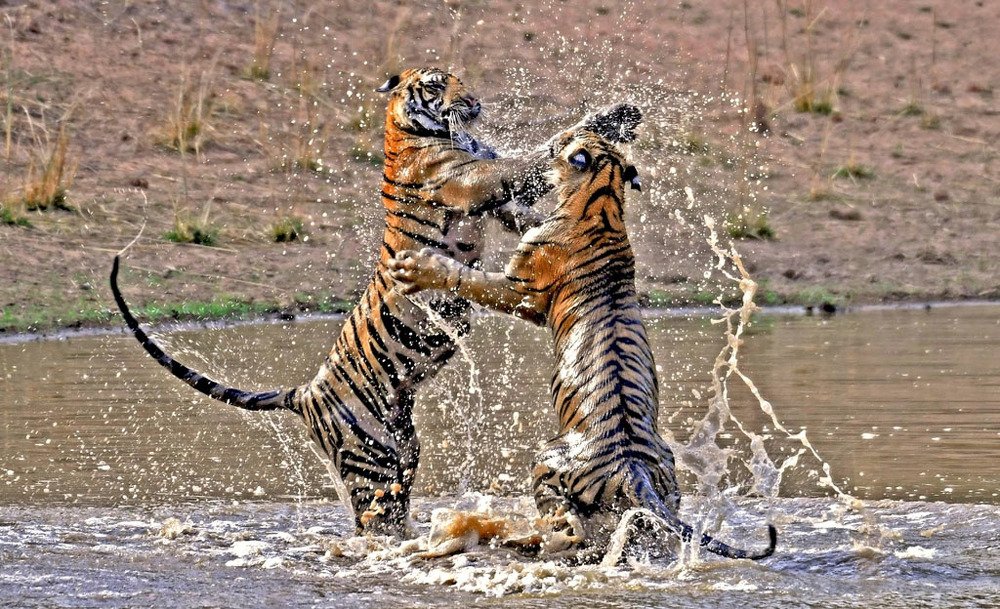 Clash of the Titans!