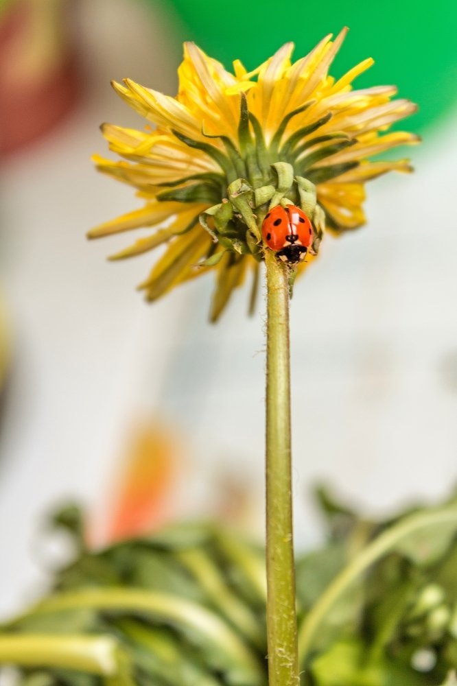 Ladybug on a plant