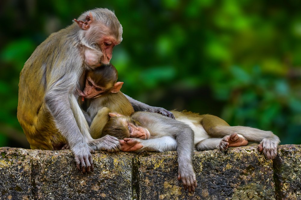 Фотография автора SUJIT MONDAL