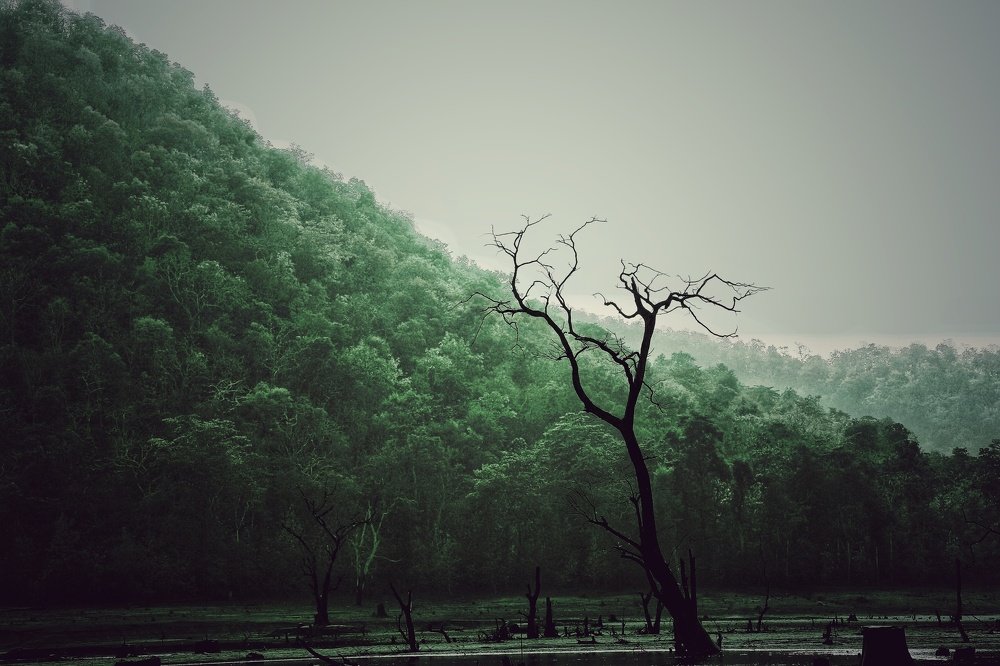 The end of nature sentinel