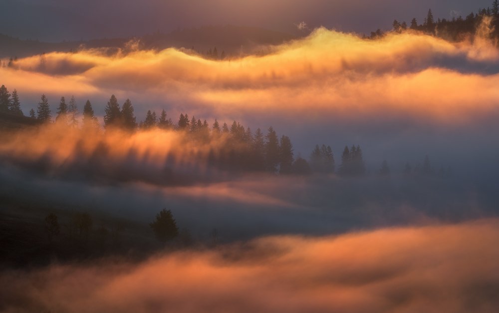 Золото Карпат...