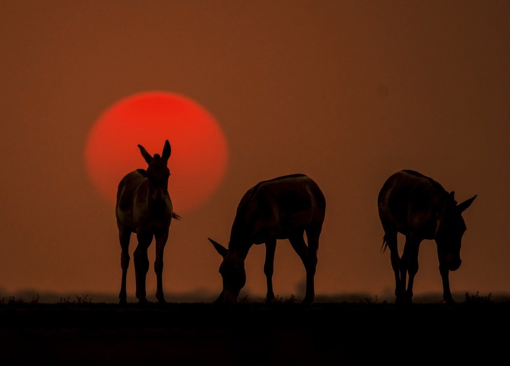 Photograph by Mrinmoy Maity Maity