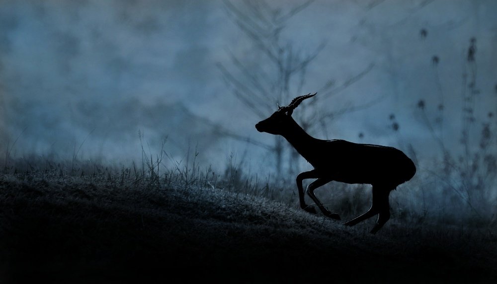 Photograph by Shayan Bose