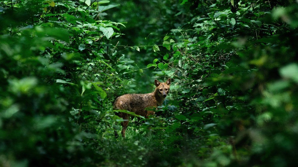 Photograph by Shayan Bose