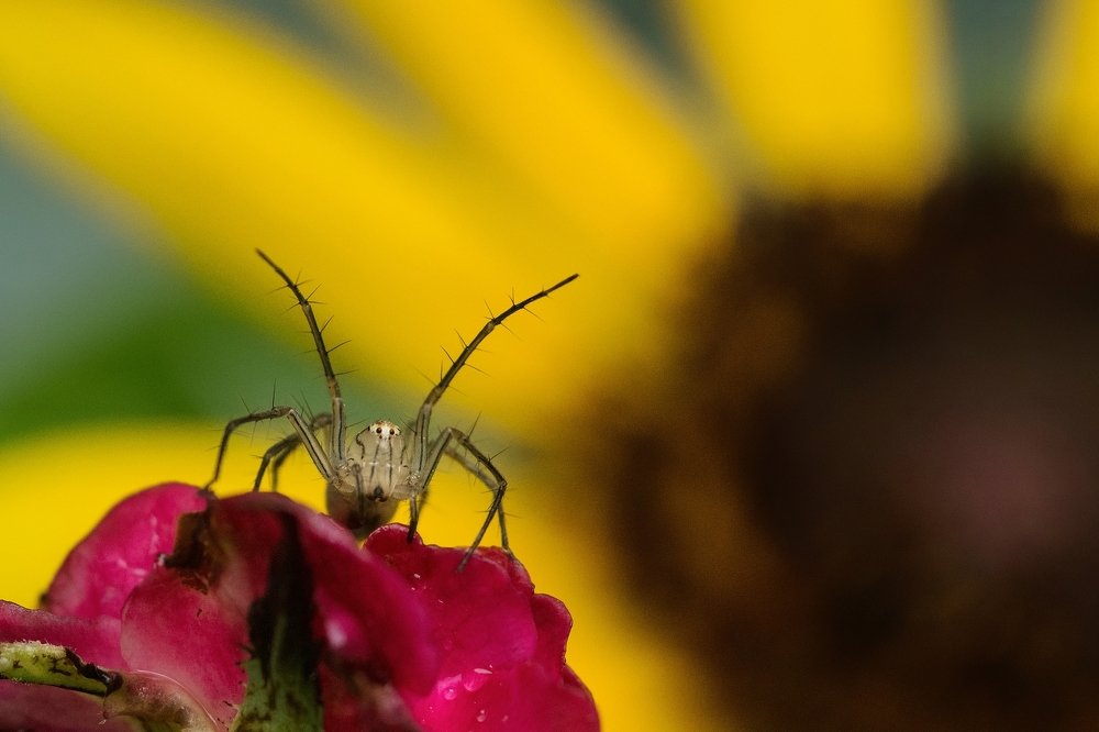 Photograph by Shayan Bose