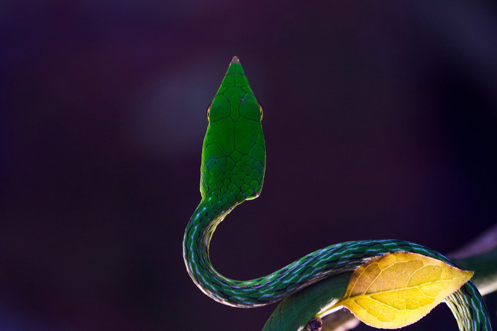 Photograph by Deviprasad Rao