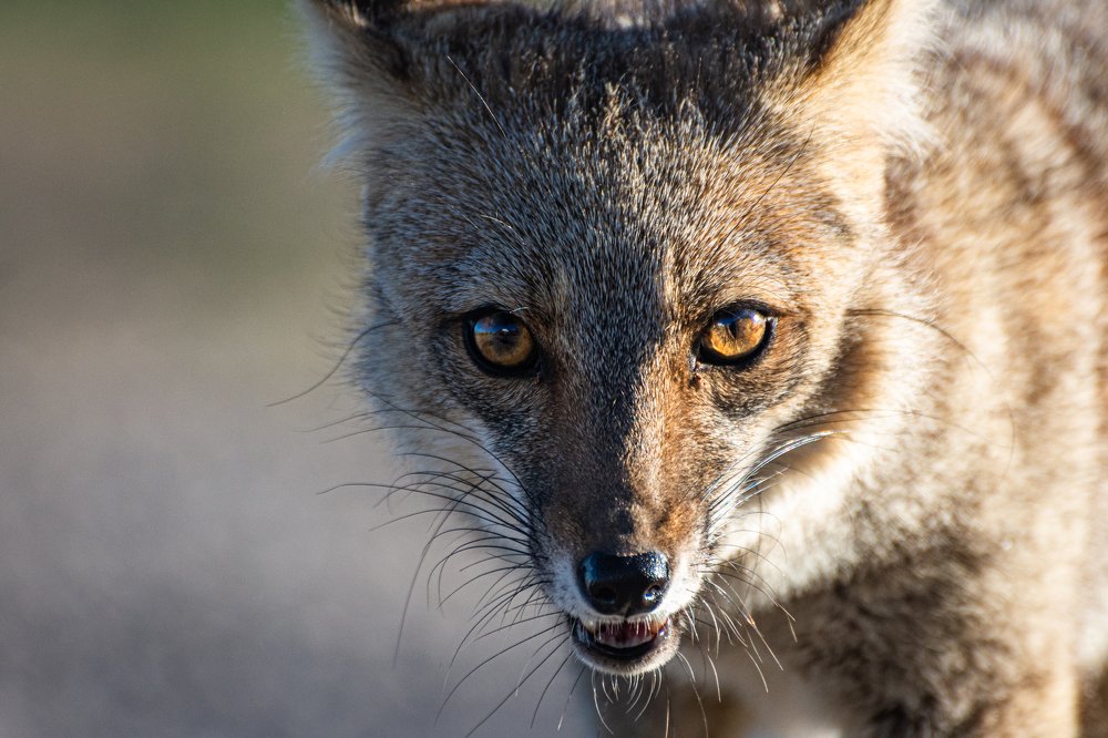 Photograph by Fabián Chiavassa