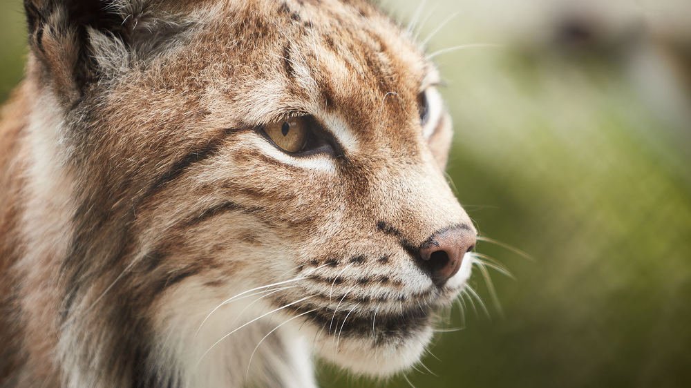 Photograph by Александр Батусов