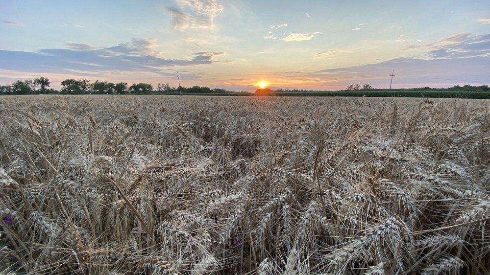 Vojvodina fields