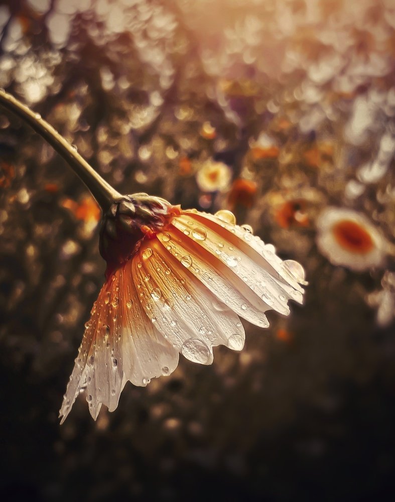 Photograph by Ahmad Shihab