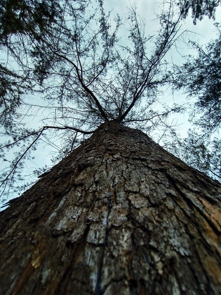 Tree of Life