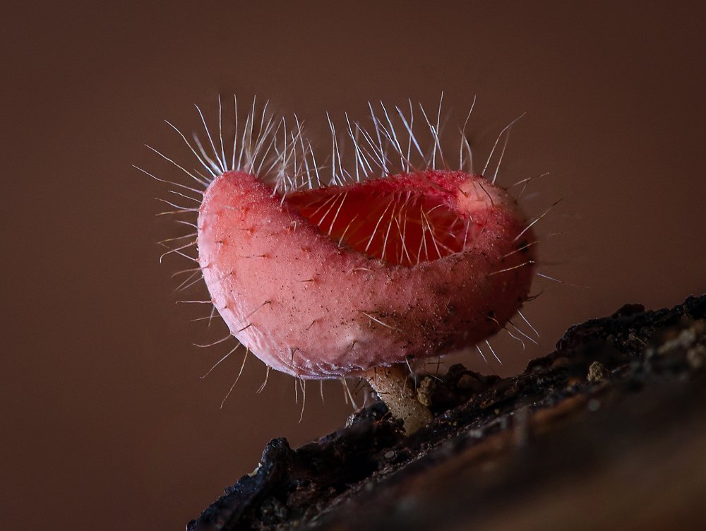 Photograph by Su Vun Lee