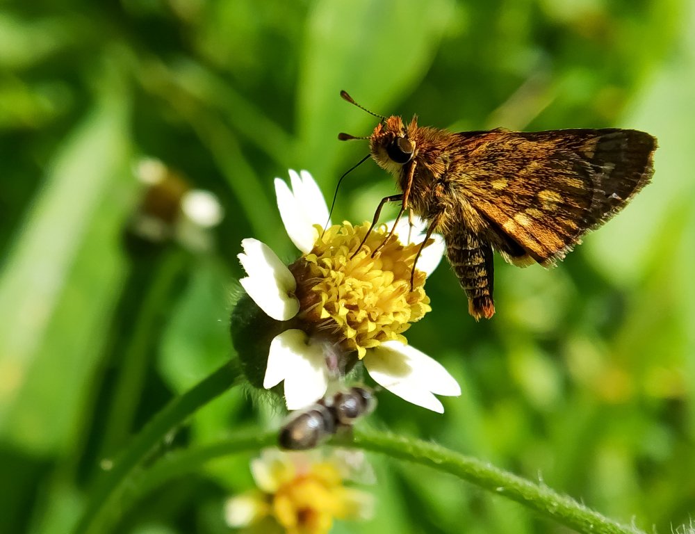 Macro@Mobile