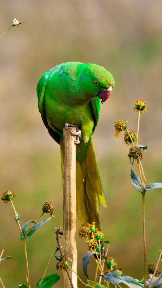 Rose Ringed Parakeet