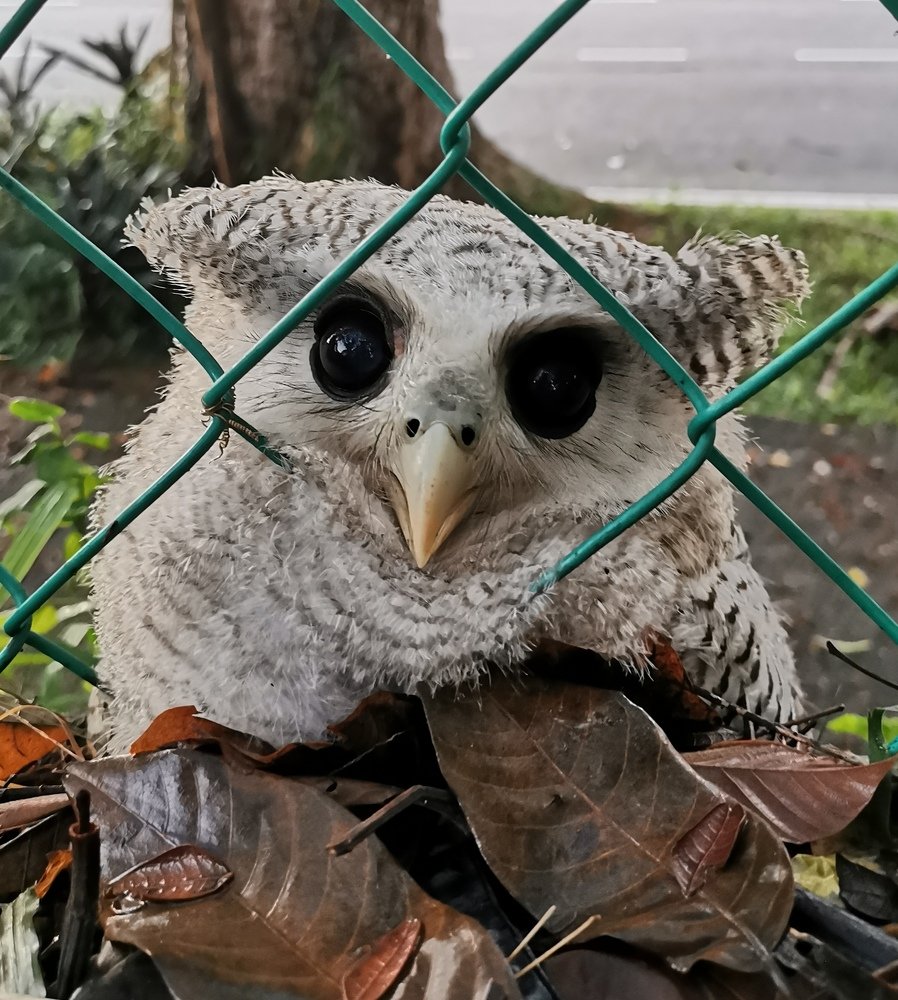 Short distance stare  with the kid